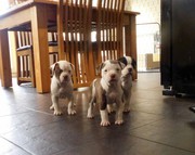 Alapaha Blue Blood Bulldog Puppy