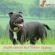 Staffordshire Bull Terrier Sydney