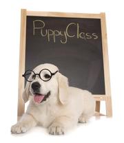 Best Puppy School Sydney