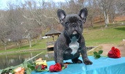 Christmas Blue frenchies for sale
