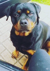Rottweiler female fully obedient trained 