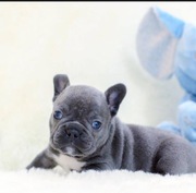 French Bulldogs for sale. 