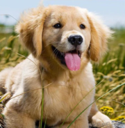 Labrador Retriever For Sale | Buy Labrador Retriever For Sale | cleo