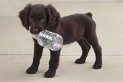 Boykin Spaniel Puppies For Sale 