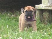 Bullmastiff Puppies For Sale 