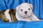 adorable english bull dog for  sale