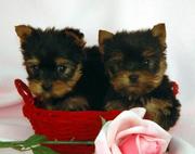 CUTE AND LOVELY TEACUP YORKIE PUPPIES FOR ADOPTION, (tracymoorgan@yahoo