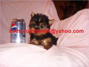 AKC Registered Male And Female Mary X-Max Baby Face Teacup Yorkie Pupp