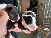 Bull Terrier pups,  for sale in Broken Hill