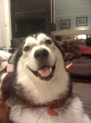 Alaskan Malamute - 2 year old desexed female - free to good home