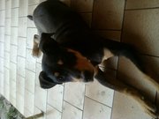 1 year old Rotti x - Needs a new home