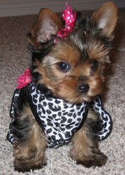 T Yorkie Puppies For Free Adoption