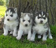 Siberian husky puppies for sale