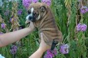 AKC English bulldog puppies for adoption