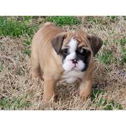 Pretty and adorable bulldog puppy for adoption