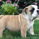 English Bulldog Sex: 	Male