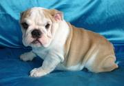 Sociable English bulldog puppies for rehoming