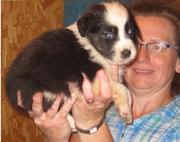 	Australian Shepherd  For Sale