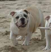 Breeder of Top Quality British Bulldogs