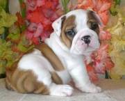 Adorable English Bulldog puppies  ~ 11wks old!