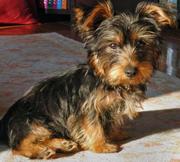 Charming Yyorkie puppies for  adoption