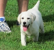 cute labrador puppy for sale