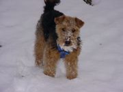 Welsh Terrier Puppies for sale