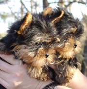 Adorable Yorkie Puppies For  Available for Good homes