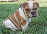 cute and adorable bulldog puppy for adoption