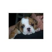 Lovely English Bulldog for Adoption