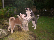 Siberian Huskies pupies for free adoption