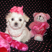 LOVELY MALTESE PUPPY FOR RE-HOMING