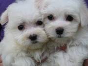 Tiny Maltese Puppies