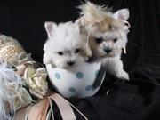 GORGEOUS WHITE  TEACUP MALTESE PUPPIES FOR ADOPTION