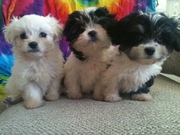 3 FEMALE CAVALIER x MALTESE,  10 WEEKS OLD :) 