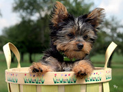 I have three Cute Tea Cup Yorkie