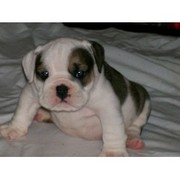 english bulldog for free adoption