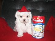 cute maltese for adoption