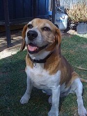 BEAGLE FREE TO GOOD HOME