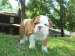 cute bulldog puppy for  adoption