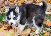 free siberian husky puppies  