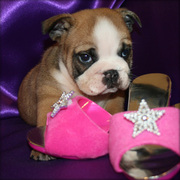 Extra cute English bulldog puppy for adoption