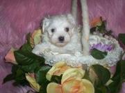 Male And Female Maltese Puppies For Free Adoption