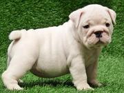 American  English Bulldog puppies