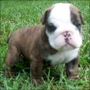 cute english bull dog puppies