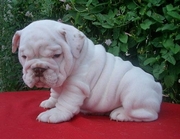 English Bulldog Puppy Ready To Go Now