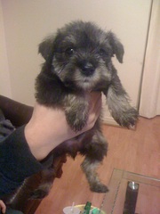 pure miniature schnauzer puppy for sale