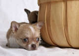 cute and lovable kid loving chihuahua puppies for  rehoming