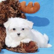 Top Quality Teacup Maltese Puppies For Good Homes