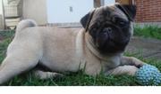 Pugs For Sale